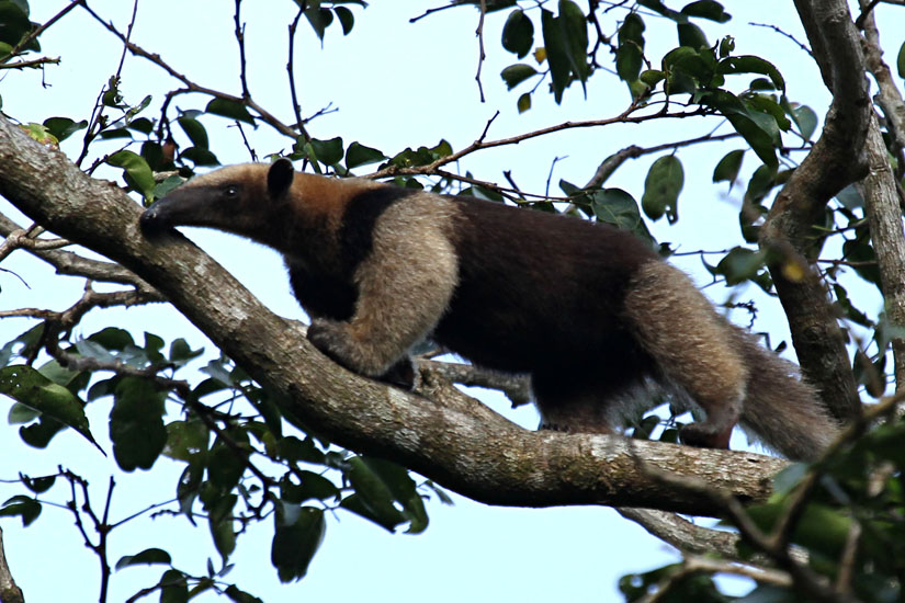 01_Northern tamandua (anteater)_41