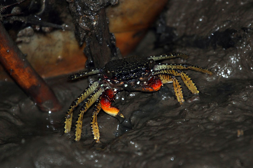 04_Crab_14