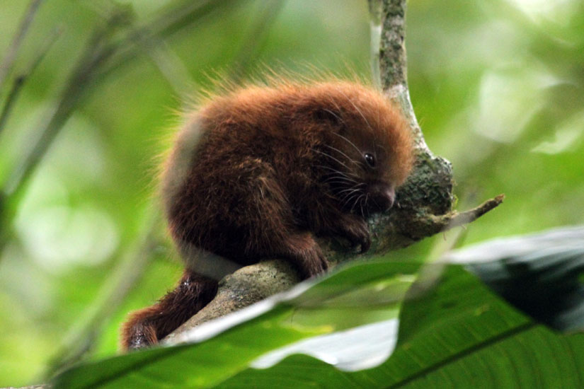 06_Mexican Hairy Porcupine_30