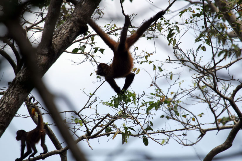 11_Spider Monkey_08