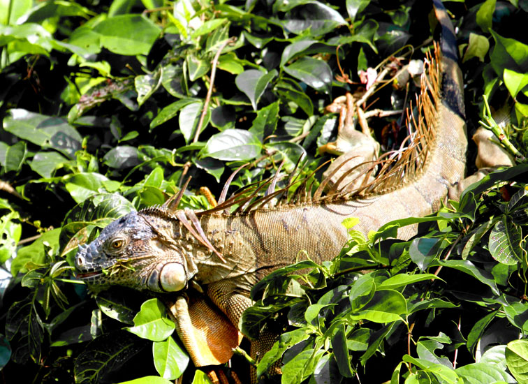 19_Iguana_21