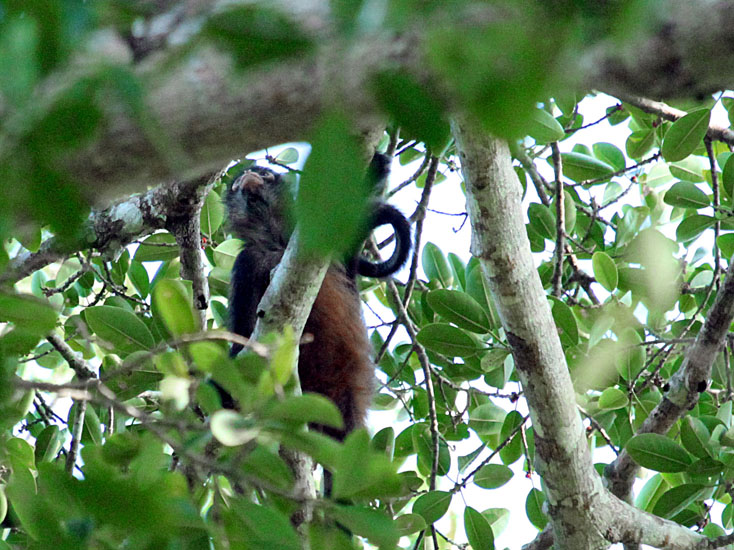30_Spider Monkey_19