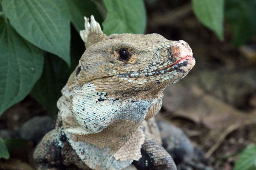 31_Iguana_43