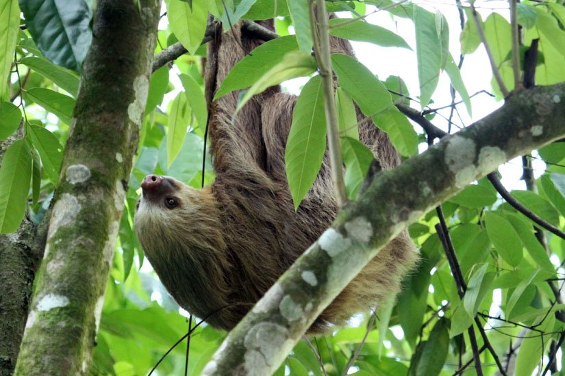 32_Three-toed sloth_36