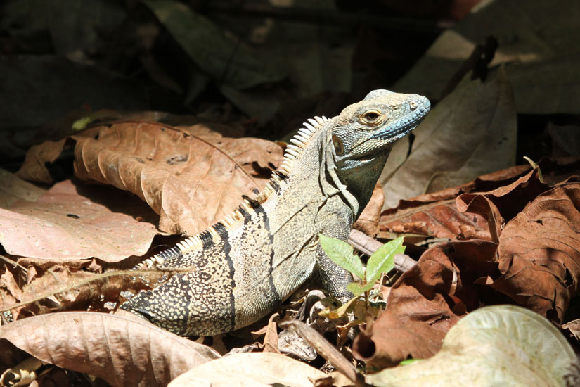 35_Iguana_45