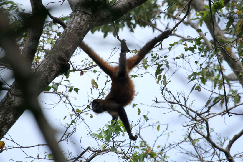 36_Spider Monkey_06