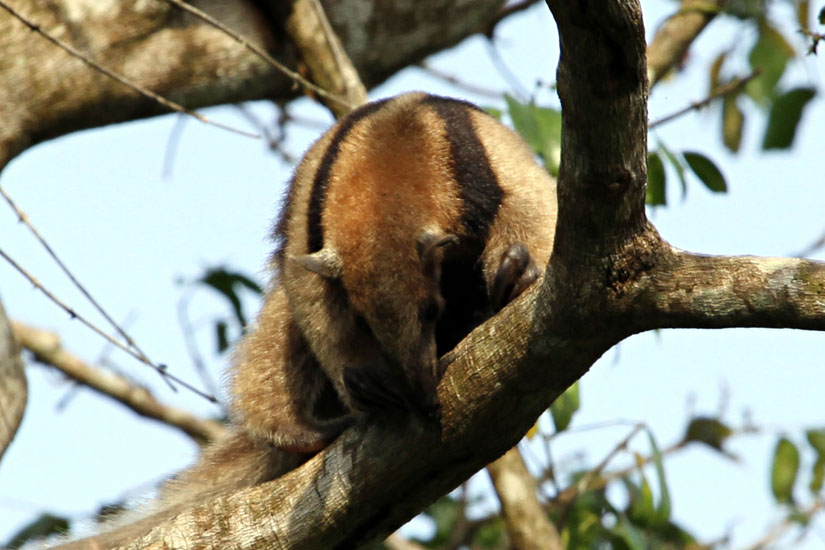 37_Northern tamandua (anteater)_40