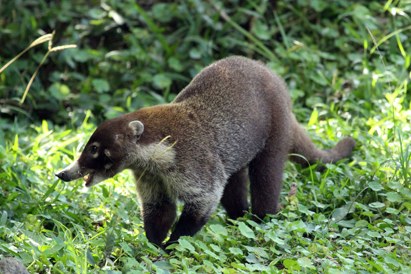 40_White-nosed Coati_42