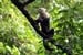 14_White-Faced Capuchin Monkey_26