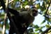 23_White-Faced Capuchin Monkey_20