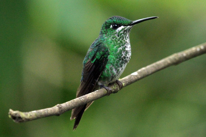 Mangrove hummingbird (f)_2927