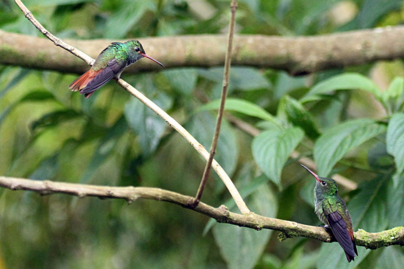 Rufous tailed_1049