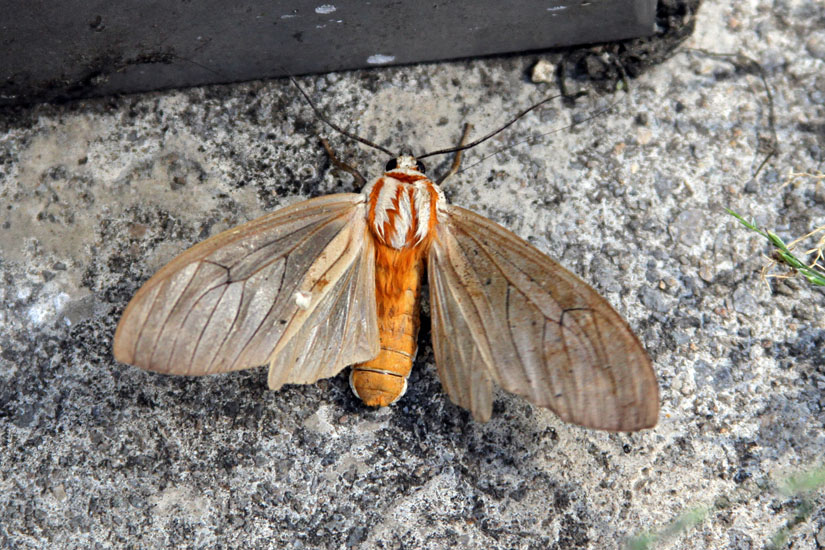 moth_1359