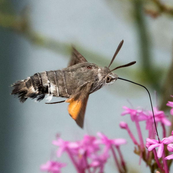 Hummingbird hawk Moth